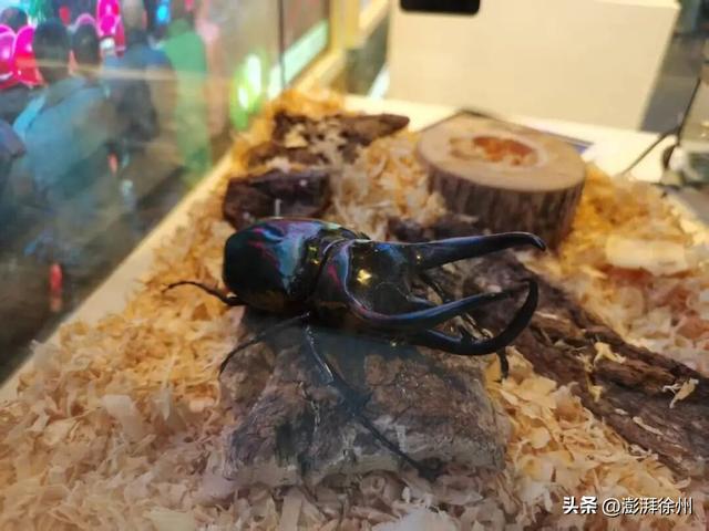 “双节”假期，在邳州过得真带劲！