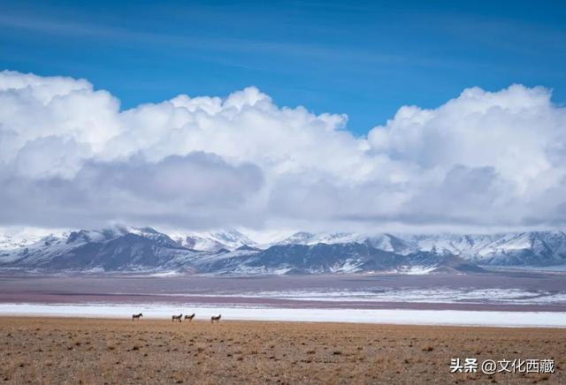 你的性格，决定了你打开西藏阿里的方式！来测一测~