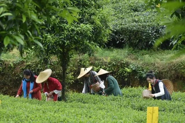 春假出逃计划 │ 从指尖绿意到星空露营，开启春日黔北茶韵之旅！