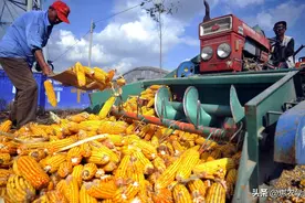 玉米价格大范围跌价！现在多少钱一斤？2024年5月份玉米价格走势图片