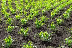 玉米刚出苗，就被鸟刨食，该怎么办？教你学这5招，轻松高效应对图片