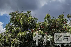 广东茂名：新鲜荔枝搭乘无人机高效运输图片