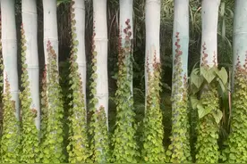 前列腺炎，会影响性功能吗 ？必须的图片