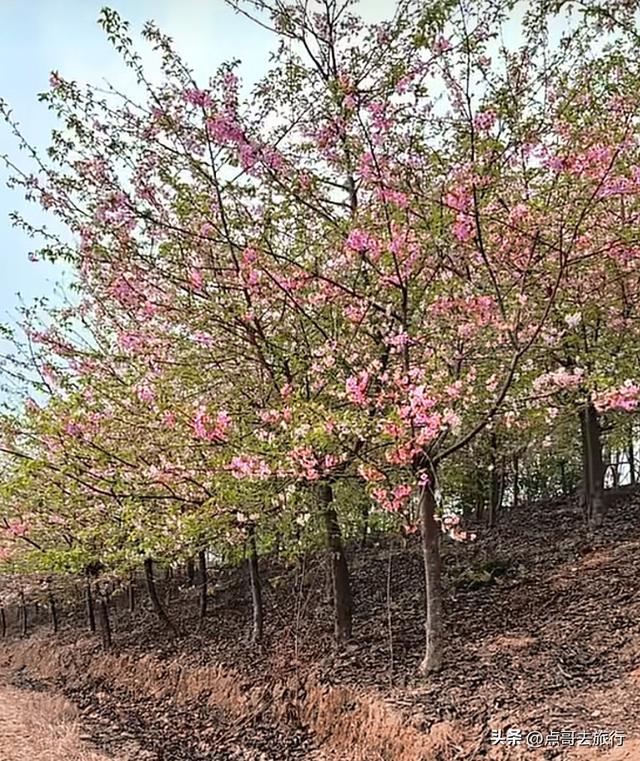 成都附近千亩樱花开了，漫山遍野粉色云霞，超级漂亮，不要门票！