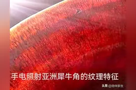 有图有真相！物以“犀”为贵，安宫牛黄丸含有价值连城的犀牛角？图片