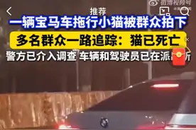 海南海口一宝马车一路拖行小猫，多名群众追踪发现小猫已死亡，警方介入调查图片