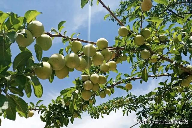 【青海在线网·散文】田园采摘—— 回归自然的心灵之旅