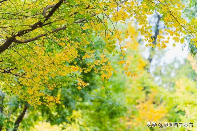 初冬，来晋宁邂逅一场金色的童话