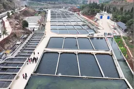 咸安南川村:30余万尾鲟鱼撒欢生态水池图片