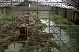 自家养殖场三千多只鳄鱼，突然同时繁殖，直升机飞过引起的？图片