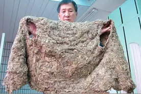 蜘蛛丝点爆科学界？比美国人造纤维更强，能做防弹衣更能救人！图片