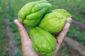 蔬菜界的“超生户”，种一颗佛手瓜能吃20年！为何很少人专门种？图片