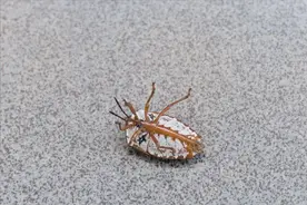 农村“臭屁虫”泛滥，切记：遇到不要“拍打”，记得转告身边人图片