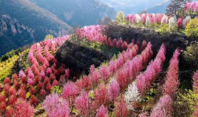 庆阳这5个地方，藏着黄土塬整个春天的密码！