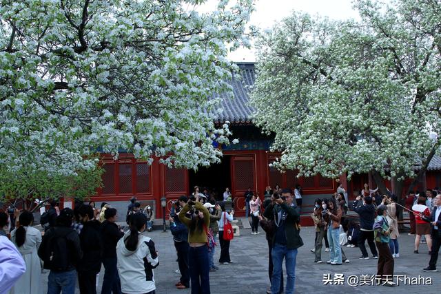 智化寺的醉美春光：梨花、丁香竞相绽放，沁人心脾
