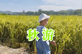 广州迳下村稻田渐黄，可出秋游大片图片