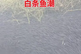 湖南松雅湖白条多如牛毛，馋得网友流口水！管理员：敢钓就罚200图片