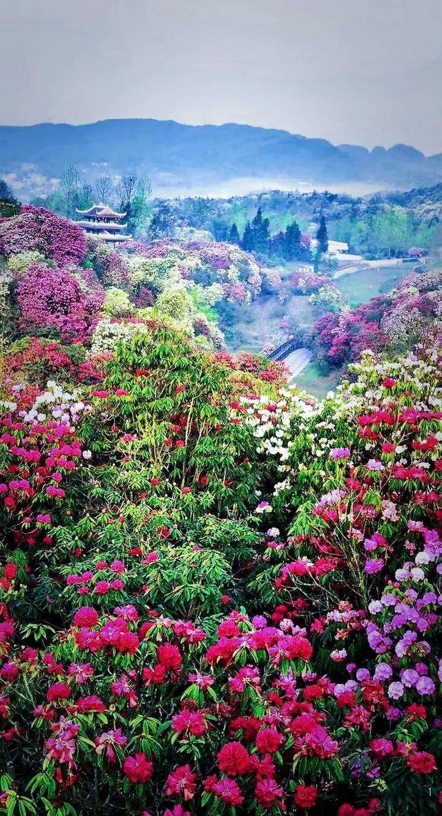 4月中下旬最后的花期，这6个地方还能赶上春天的尾巴