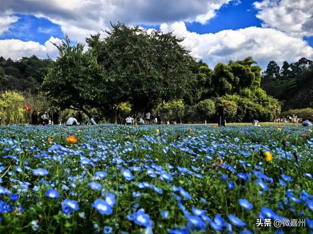 春到嘉州 | 好美！绿心公园喜林草盛放惹人醉