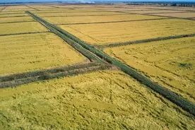 2025年一号文件前瞻：粮补、粮价两个好消息！图片