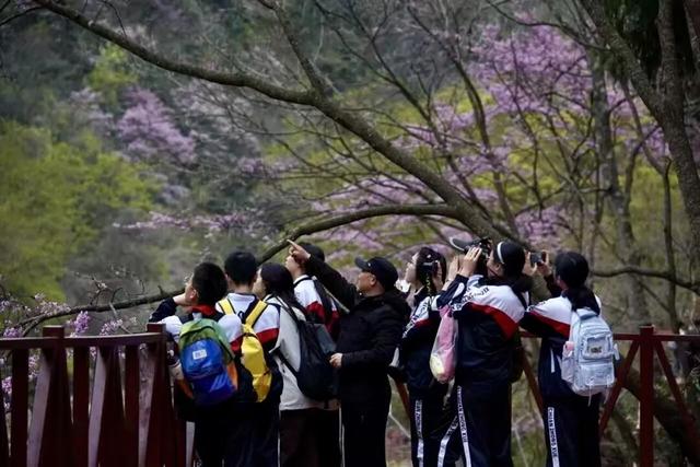 春假清明叠加 青川县文旅客流消费双攀升