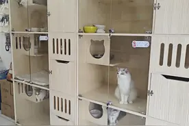 春节“毛孩子”寄养火热！上门喂养成新选择图片