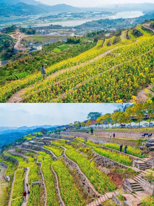 来这拿捏春天！李花、桃花、油菜花拍不完