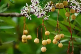 苦楝果又熟了，它的这四个妙用你知道？真的很实用，不懂太可惜了图片