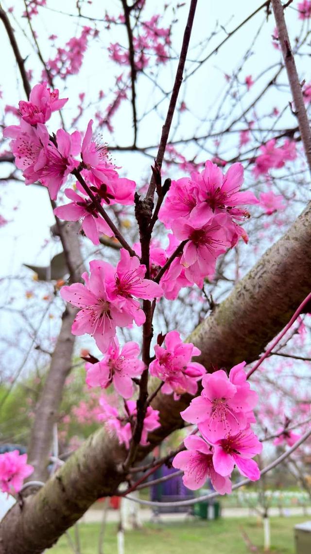组图 | 一城春色半城花 姹紫嫣红染东洲