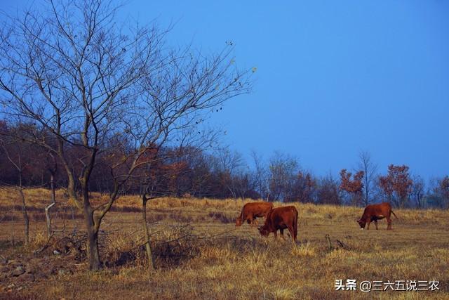 “最怕小雪一日晴”，今日小雪，晴天有啥好怕？看老祖宗咋说
