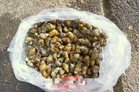 大量螺类生物现身湘江，有人“一捞一麻袋”！专家：不建议食用，捕捞野生螺可能被处罚图片
