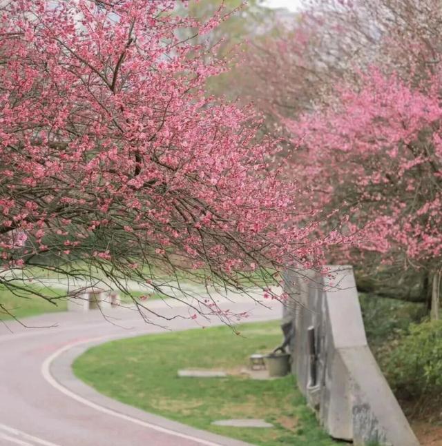 花已开，等你来！贵阳贵安2026赏花地图浪漫上线→