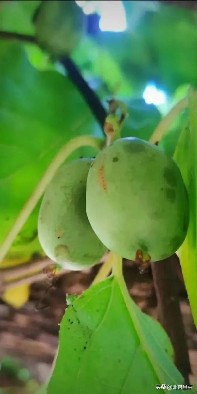 期盼已久！大岭沟猕猴桃谷风景区即将开园！