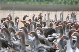 法国国粹，怎么就成了安徽县城土特产？图片