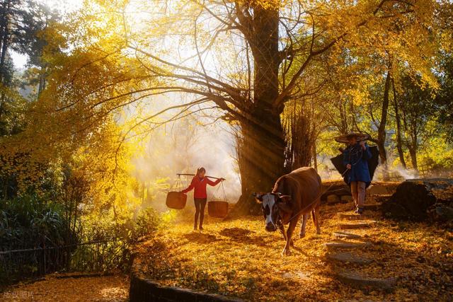 河南千年银杏黄了！没门票停车费，2个打卡地携若干免费景点美了