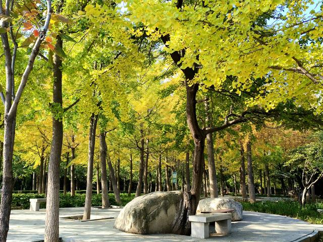 漫步泰安天平湖植物园