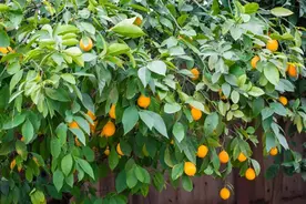 最容易种植的 7 种果树，每年都能轻松收获美味果实图片