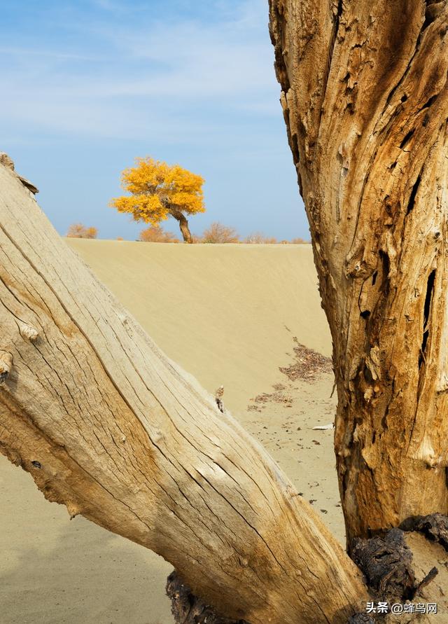 南疆寻秋--富士GFX100 II刻画南疆的雪山、沙漠与胡杨