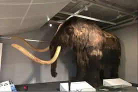 猛犸象值得被复活吗？只灭绝了几千年，但复活它对人类有意义吗？图片