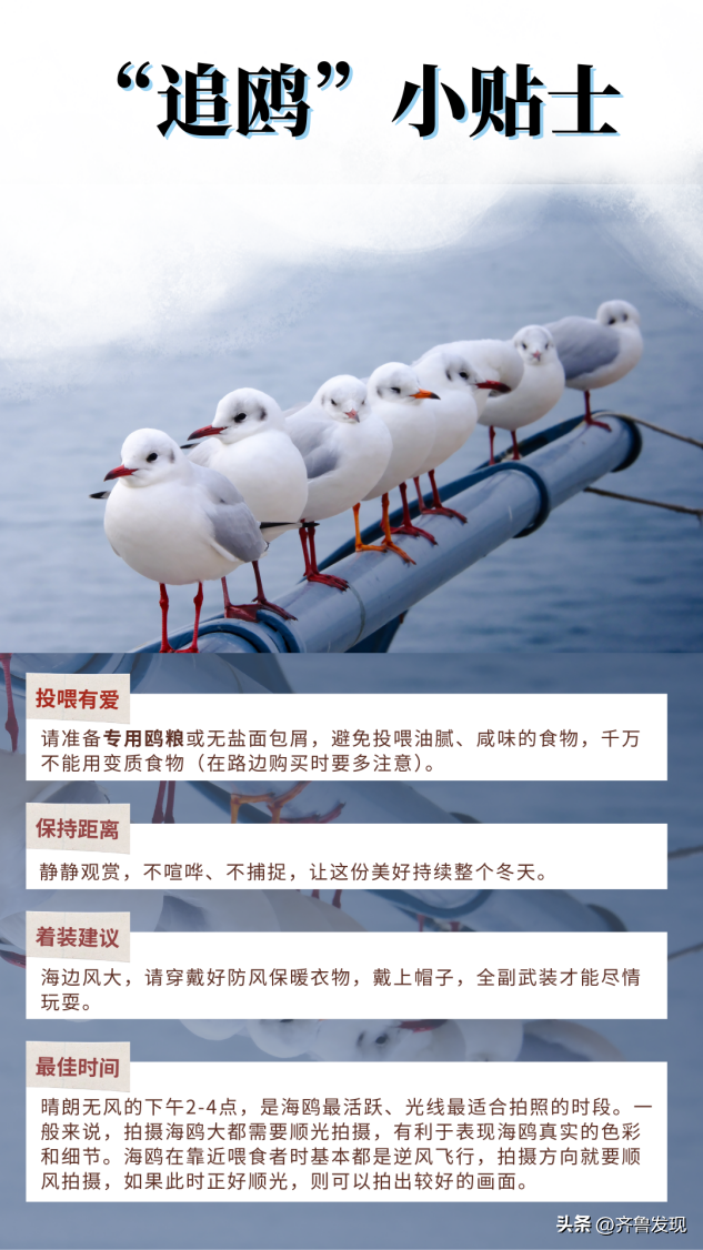 听说青岛来了老朋友？ 这份地铁“追鸥”攻略请收好！