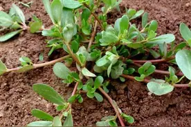 “天然抗炎”野菜，几毛钱的事，打通输卵管图片