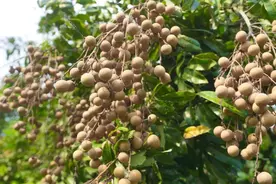 又到吃龙眼的季节，别只当水果吃，煮来吃作用厉害，解决很多烦恼图片