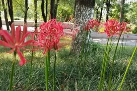 你可知这是中国本土之花，你认为它是不吉利之花？那就大错特错了图片