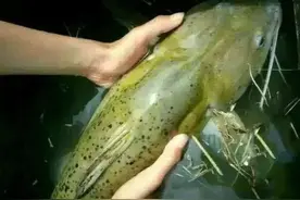 芝麻剑：珠江的名鱼，曾一度被吃到濒危，如今却成了牢底坐穿鱼图片