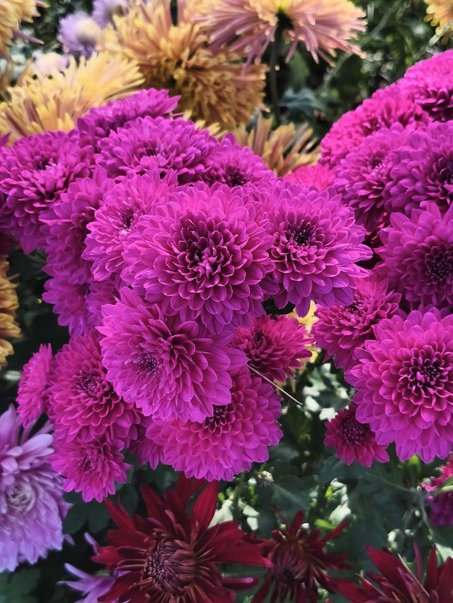 生活日常分享，独自赏花经历，以供大家娱乐