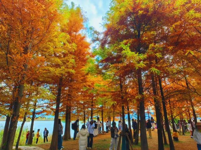 丽江初冬藏不住了！中济海公园的水杉变黄了，随手拍都是大片