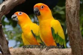 简直逆天了，小鹦鹉高唱《我是一只小小鸟》图片