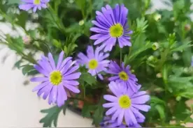 人生后半场，就让一切随缘吧！12句随缘而行，余生活得自在图片