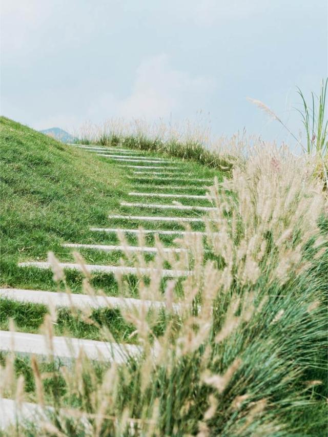 走进莫奈的画中世界，铜鉴湖花海等你打卡