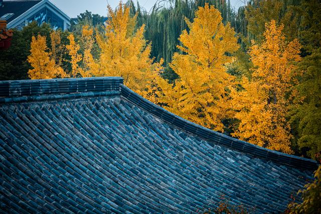 初冬古镇，落叶与时光一同慢下来🍂